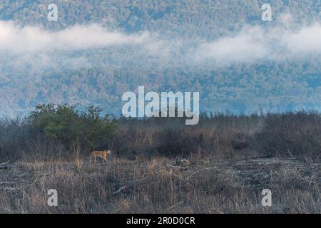 Cette image de tigre marchant dans les bois est prise au parc national de Corbett en Inde Banque D'Images