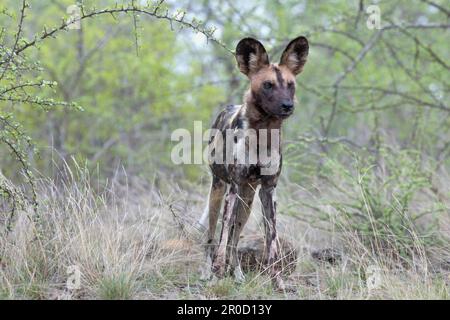 Chien sauvage africain (Lycain pictus), parc national Kruger, Afrique du Sud Banque D'Images