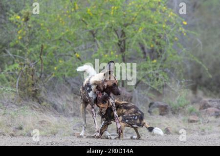 Chiens sauvages africains (Lycain pictus) jouant, parc national Kruger, Afrique du Sud Banque D'Images