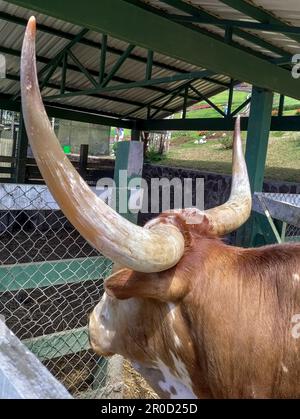 San Ramon, Costa Rica - Un Texas Longhorn sur le terrain du restaurant El jardin. Banque D'Images
