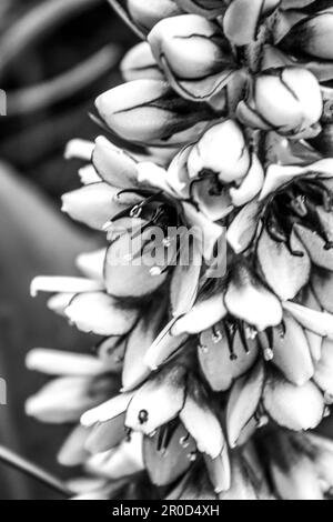 Gros plan d'une fleur d'ananas naine, Eucomis Humulus, en noir et blanc, dans la région alpine des montagnes du Drakensberg en Afrique du Sud. Banque D'Images