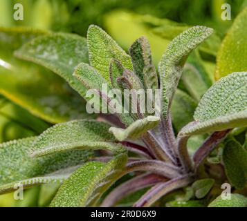 Gros plan plein format montrant beaucoup de feuilles de salvia fraîches Banque D'Images