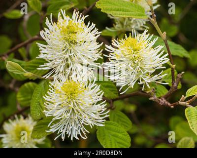 Fleurs printanières parfumées de l'arbuste dur à feuilles caduques, Fothergilla x Intermedia 'Blue Shadow' Banque D'Images