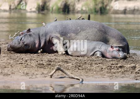 Hippopotame commun avec veau reposant sur la rive de la rivière dans le parc de la réserve nationale du Masai Mara Kenya Afrique Banque D'Images