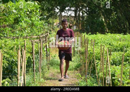 Assam. 8th mai 2023. Un agriculteur recueille des poivrons fantômes dans le district de Nagaon, dans l'État d'Assam, au 8 mai 2023, dans le nord-est de l'Inde. Credit: STR/Xinhua/Alay Live News Banque D'Images