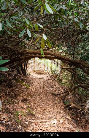 Tunnel d'arbres sur le sentier d'Arkaquah Banque D'Images