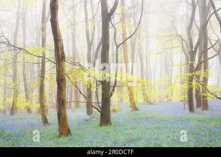 Forêt d'atmosphère brumeuse de hêtre et de cloches de printemps (jacinthoides non-scripta) lors d'une matinée brumeuse au bois de Harran Hill à Fife, Écosse Banque D'Images