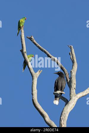 Pied Currawong (strepera graculina graculina) adulte perché dans un arbre mort avec des Lorikeets à la poitrine squameuse (Trichoglossus chlorolepidotus) au sud-est de Qu Banque D'Images