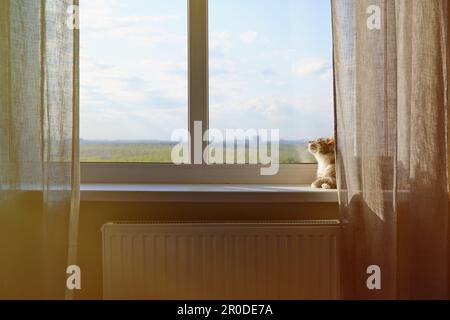 Le chat âgé est couché sur le rebord de la fenêtre au soleil. Un animal de compagnie adulte assis sur le rebord de la fenêtre à la lumière du soleil chaud Banque D'Images