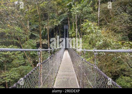 Pont suspendu au parc Mistico, Arenal, Costa Rica Banque D'Images