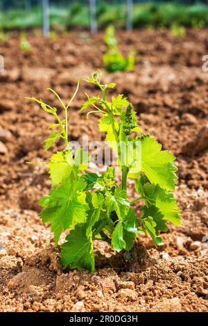 Jeunes pousses sur les nouveaux plantules de raisin de Cannonau. Gros plan des pousses et des grappes de raisins dans les greffons de vigne nouvellement plantés. Agricole traditionnel Banque D'Images