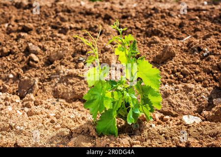 Jeunes pousses sur les nouveaux plantules de raisin de Cannonau. Gros plan des pousses et des grappes de raisins dans les greffons de vigne nouvellement plantés. Agricole traditionnel Banque D'Images