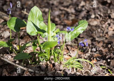 Adam et Eve plante, Arum maculatum, avec quelques Bluebells croissant au soleil de printemps Banque D'Images