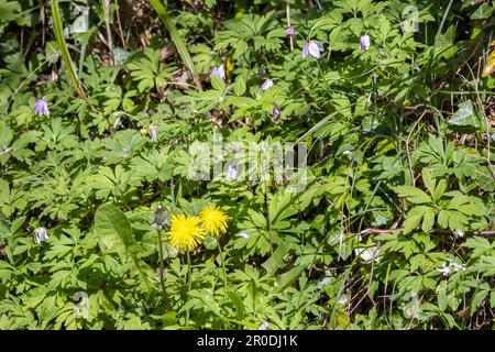 Des pissenlits, Taraxacum, fleurissent dans un hedgerow dans East Grinstead Banque D'Images