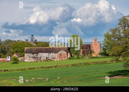 Un troupeau de cerfs-jachères sauvages qui broutage sur un champ de blé neuf au printemps (Shropshire, Royaume-Uni) Banque D'Images