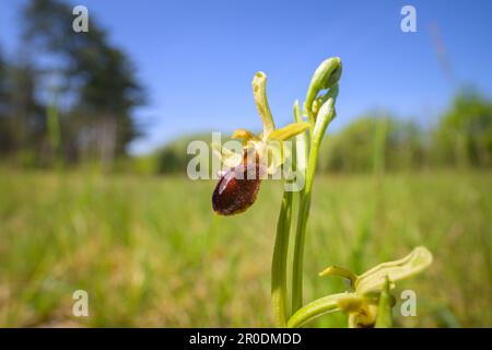 Gros plan d'une orchidée araignée précoce (Ophrys sphègodes) lors d'une journée ensoleillée au printemps, Vienne (Autriche) Banque D'Images