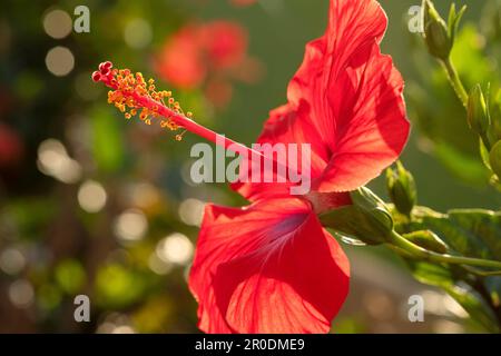 Un hibiscus rosa sinensis rouge, une plante ornementale largement cultivée dans les régions tropicales et subtropicales. Gros plan d'une seule fleur rétro-éclairée Banque D'Images