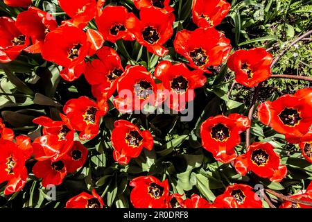 Tulipes fleuries rouge vif Banque D'Images