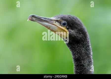 Grand cormoran (Phalacrocorax carbo) gros plan de la tête de jeune / naissant / naissant au printemps Banque D'Images