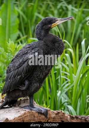 grand-cormoran-phalacrocorax-carbo-juv-nile-perch-sur-le-tronc-d