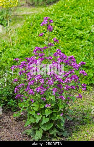 L'honnêteté annuelle (Lunaria annua / Crucifera lunaria) en fleur dans le jardin de fleurs sauvages au printemps Banque D'Images