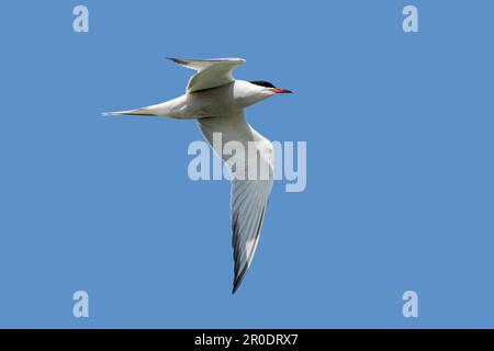 Sterne commune (Sterna hirundo) adulte dans le plumage de reproduction en vol contre le ciel bleu au printemps Banque D'Images