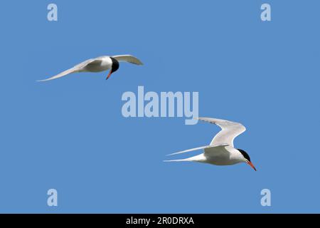 Deux sternes communes (Sterna hirundo) dans le plumage de reproduction en vol contre le ciel bleu à la recherche de poissons au-dessous de la mer au printemps Banque D'Images