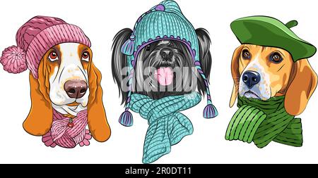 Placez les chiens vectoriels dans un chapeau et un foulard chauds d'hiver, un chien de race Basset, un chien de race Skye Terrier et un chien de race Beagle Illustration de Vecteur