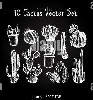 Cactus isolé dessiné à la main. Cactus en style vintage pour les textiles, l'impression et la gravure. Line-art. Vector Illustration de Vecteur