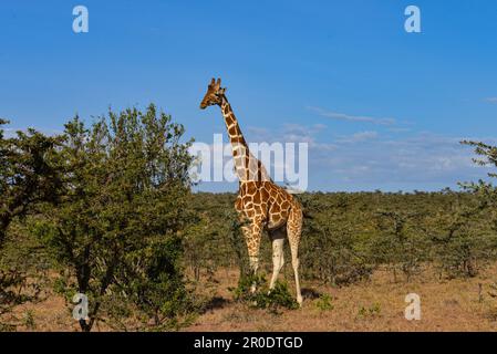 Girafes dans la savane du Kenya Banque D'Images