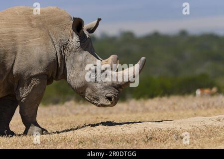 Rhinoceros blanc du Sud Porini Rhino Camp Banque D'Images