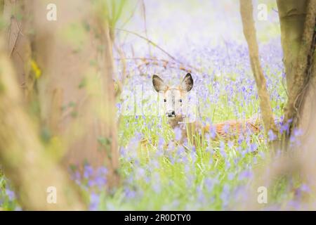 Une jeune femelle Roe Deer (Capreolus capreolus) se reposant dans un pré printanier de fleurs sauvages bluebell à Dalgety Bay, Fife, Écosse, Royaume-Uni. Banque D'Images