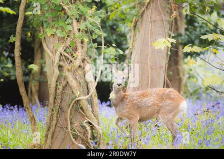 Une jeune femelle Roe Deer (Capreolus capreolus) alerte dans un pré printanier de fleurs sauvages bluebell à Dalgety Bay, Fife, Écosse, Royaume-Uni. Banque D'Images