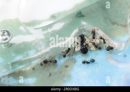 Fourmis queen et ouvrier fourmis couche, fourmis oeufs dans une ferme de fourmis acrylique. Banque D'Images