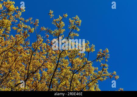 Érable à fleurs (Acer), péninsule de Holnis, Schleswig-Holstein, Allemagne Banque D'Images