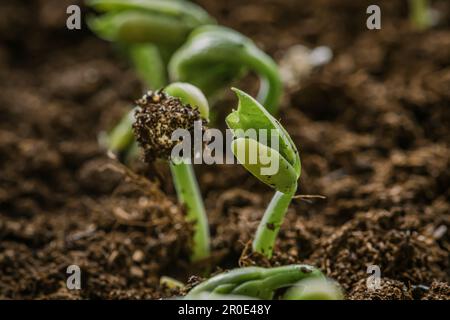 De petits plantules de haricots blancs verts frais viennent d'être germées à partir de semences plantées dans un sol fertile de mise en pot, de près Banque D'Images