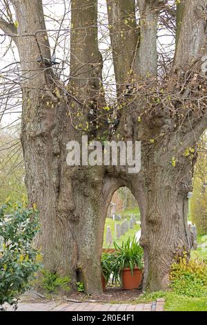 Tilleul (Tilia), tilleul, Habernis, Steinberg, Schleswig-Holstein, Allemagne Banque D'Images