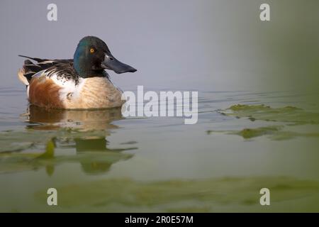 shoveler du Nord (Anas clypeata), reposant dans l'eau, Duemmer, Ochsenmoor, Basse-Saxe, Allemagne Banque D'Images