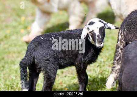 Moutons Alpins Steinschaf, Wimbachklamm, Ramsau BEI Berchtesgaden, Bavière, Allemagne Banque D'Images