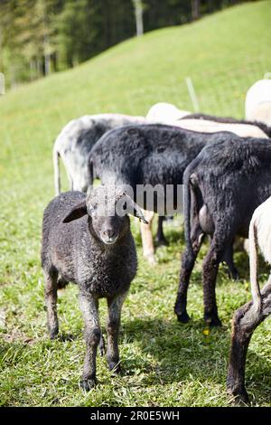 Moutons Alpins Steinschaf, Wimbachklamm, Ramsau BEI Berchtesgaden, Bavière, Allemagne Banque D'Images