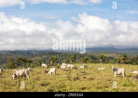 Bovins de boucherie dans la Valle El Coto Brus, Costa Rica, Amérique centrale Banque D'Images