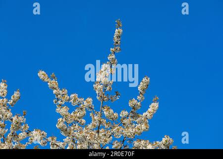 Arbres en fleurs, Geltinger Birk, Schleswig-Holstein, Allemagne Banque D'Images