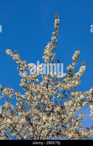 Arbres en fleurs, Geltinger Birk, Schleswig-Holstein, Allemagne Banque D'Images