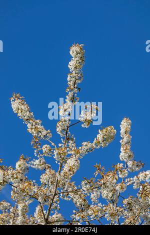 Arbres en fleurs, Geltinger Birk, Schleswig-Holstein, Allemagne Banque D'Images