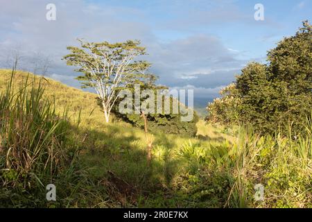 Valle El Coto Brus, Costa Rica, Amérique centrale Banque D'Images