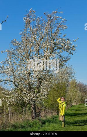 Femme regardant l'arbre en fleurs, Geltinger Birk, Schleswig-Holstein, Allemagne Banque D'Images