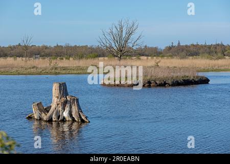 Exploitation contrôlée de l'eau, grande lagune, Geltinger Birk, Schleswig-Holstein, Allemagne Banque D'Images