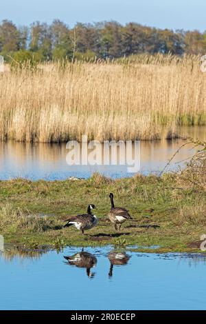 Bernaches du Canada (Branta canadensis), Grand lagon, Birk Geltinger, Schleswig-Holstein, Allemagne Banque D'Images