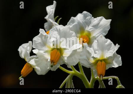 Fleur, pomme de terre (Solanum tuberosum), pays d'origine Amérique centrale et du Sud Banque D'Images