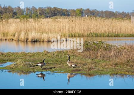 Bernaches du Canada (Branta canadensis), Grand lagon, Birk Geltinger, Schleswig-Holstein, Allemagne Banque D'Images